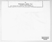 Peronospora conferta image